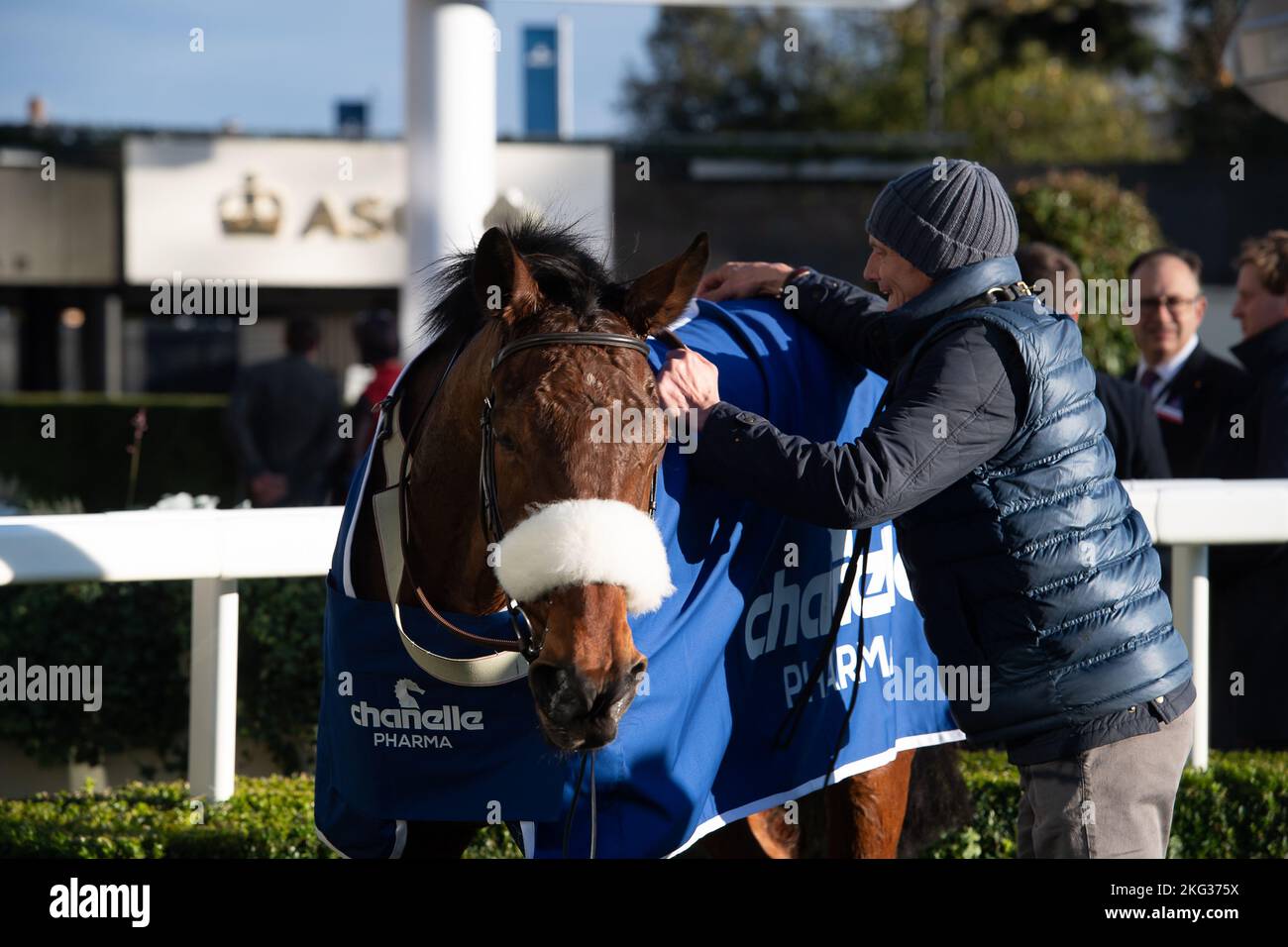 Ascot, Bergen, Großbritannien. 19.. November 2022. Horse Coole Cody unter Jockey Adam Wedge, Gewinner des Chanelle Pharma 1965 Steeple Chase. Besitzer W Clifford. Trainer Evan Williams, Llancarfan. Züchter Timothy Considine. Sponsor Byerley Study (Courtlands) Ltd. Es gab nur zwei Pferde im Rennen, da drei Pferde aufgrund der Bodenverhältnisse zurückgezogen wurden. Quelle: Maureen McLean/Alamy Stockfoto