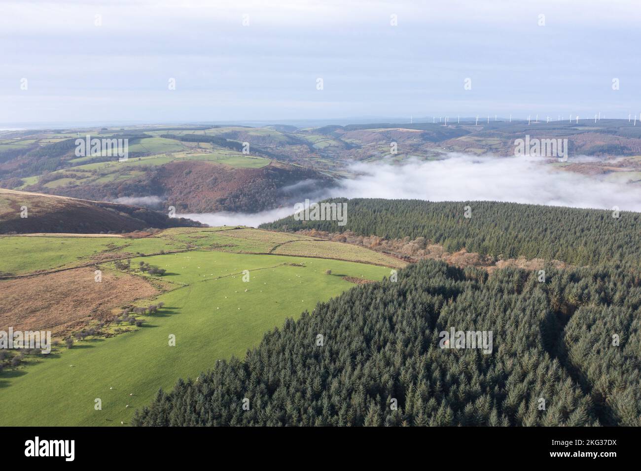 Luftaufnahme von Sitka Fichte Coniferenwäldern und Temperaturinvertierung im Cothi Valley, Carmarthenshire, Wales, Großbritannien. Die dichten grünen Nadelbäume Stockfoto