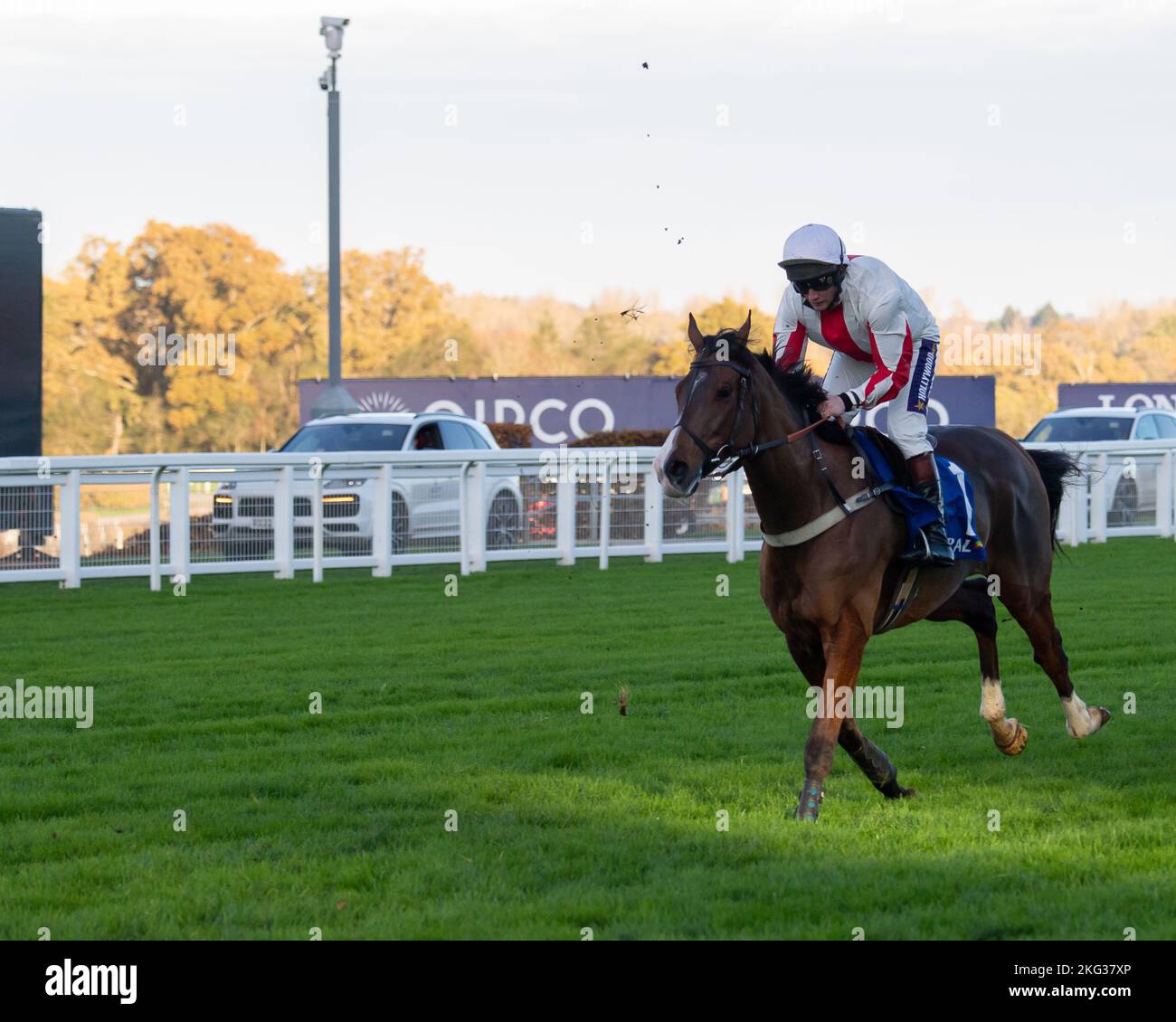 Ascot, Bergen, Großbritannien. 19.. November 2022. Horse Goshen, geritten von Jockey Jamie Moore in der ersten Runde des Coral Hurdle Race bei Ascot Races. Quelle: Maureen McLean/Alamy Stockfoto