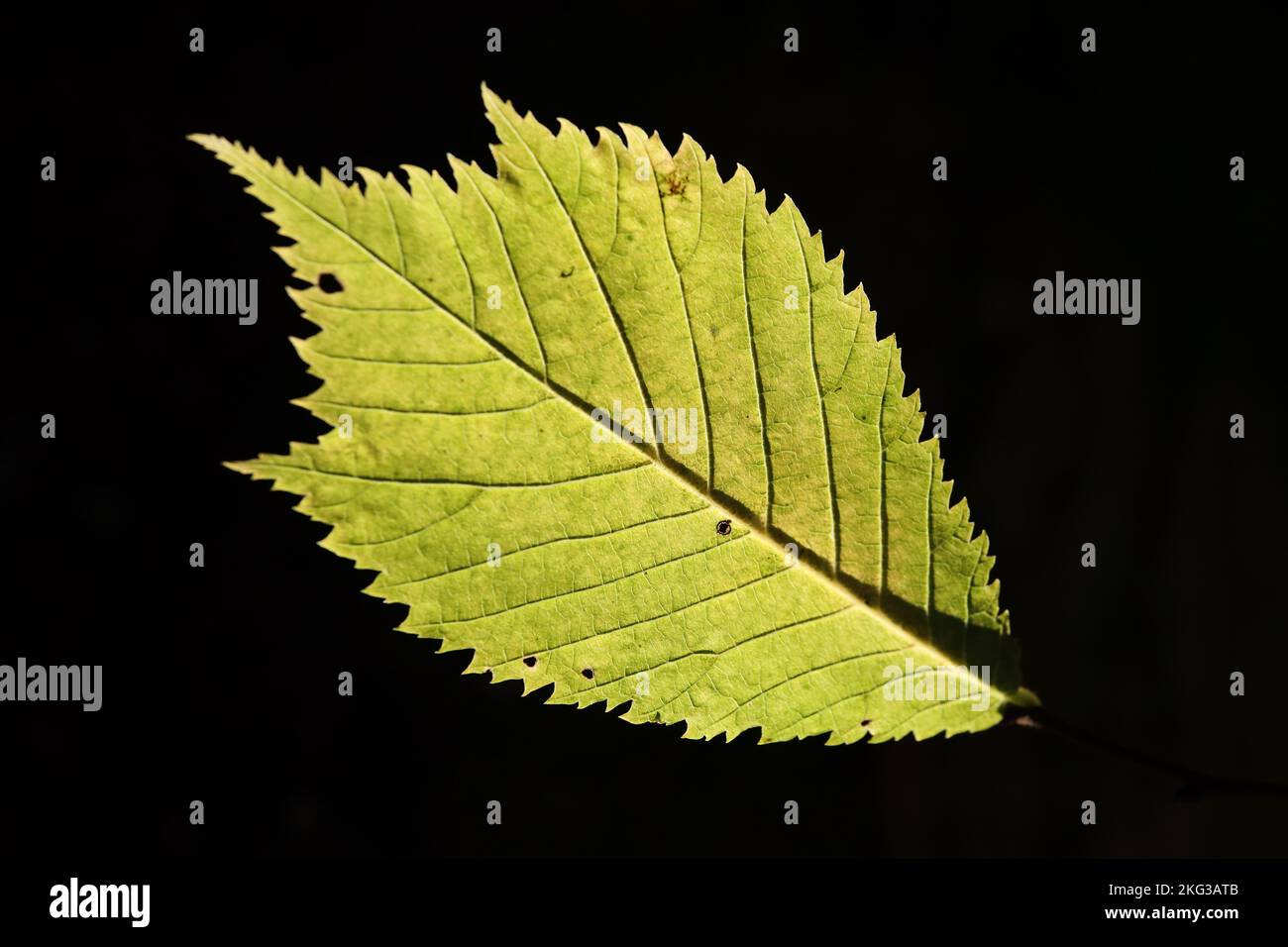 Die Unterseite eines Wych Elm (Ulmus glabra) Blattes, das von der Sonne beleuchtet wird, North Pennines, Teesdale, County Durham, Großbritannien Stockfoto