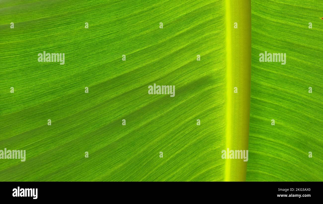 Konsistenz der Bananenblätter, Naturhintergründe. Stockfoto