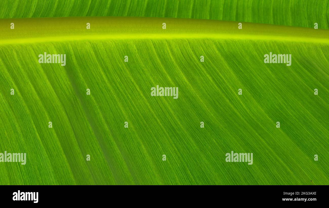 Konsistenz der Bananenblätter, Naturhintergründe. Stockfoto