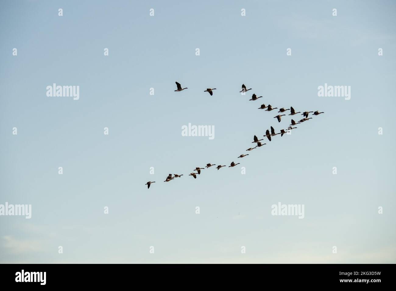 Kanadagänse fliegen in blauem Himmel. Stockfoto