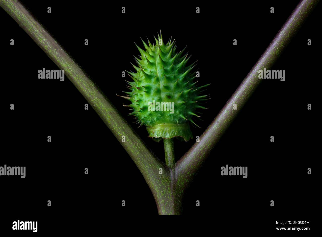Samenschote von Jimsonweed (Datura stramonium) im Herbst. Stockfoto