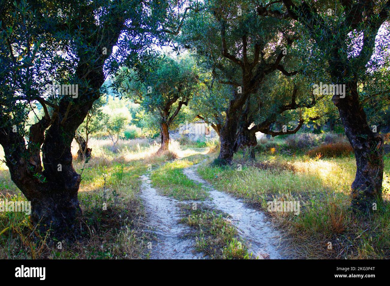 Olivenhain im Dorf Alikes auf der Insel Zakynthos im Ionischen Meer in Griechenland. Stockfoto