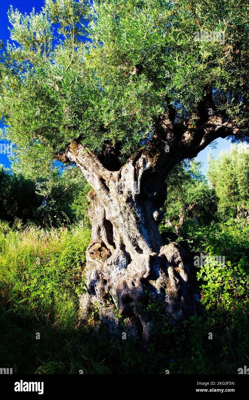 Olivenhain im Dorf Alikes auf der Insel Zakynthos im Ionischen Meer in Griechenland. Stockfoto