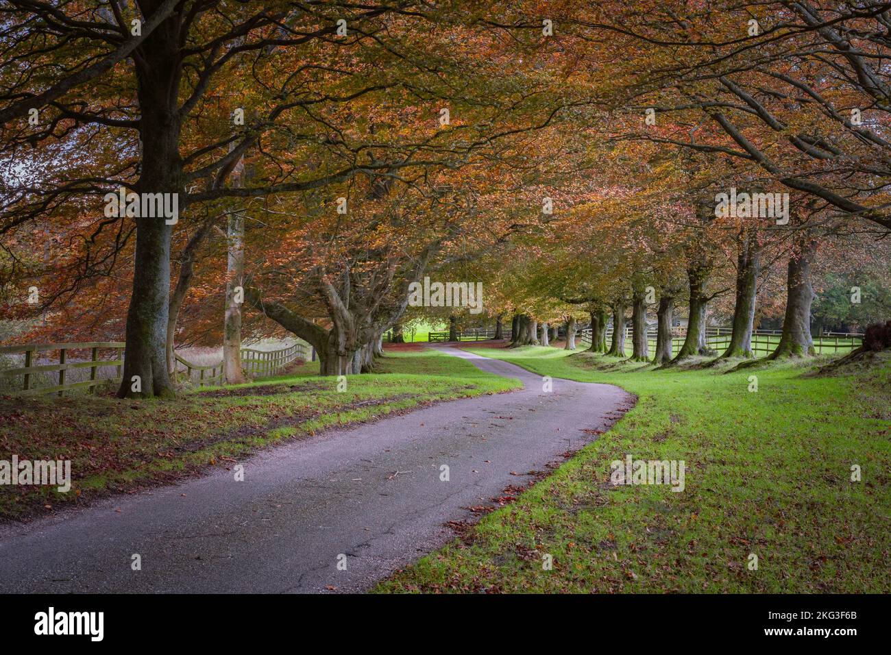 Herbstliche Kupferbuchen mit ihren wunderschönen Herbstfarben entlang einer Strecke im South Downs National Park Stockfoto