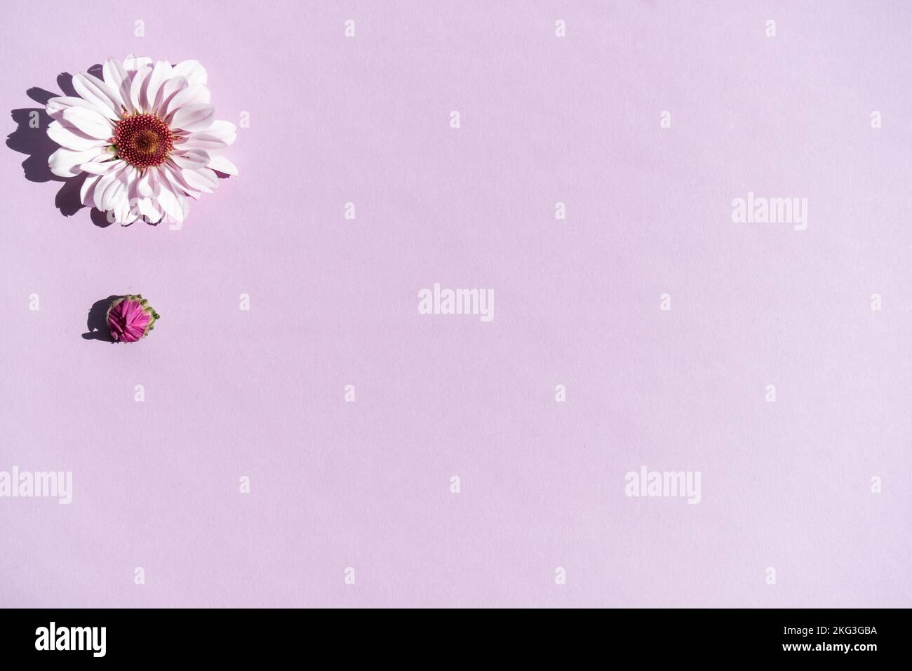 Muster der lila Chrysantheme Blüten auf dem lila Hintergrund Stockfoto