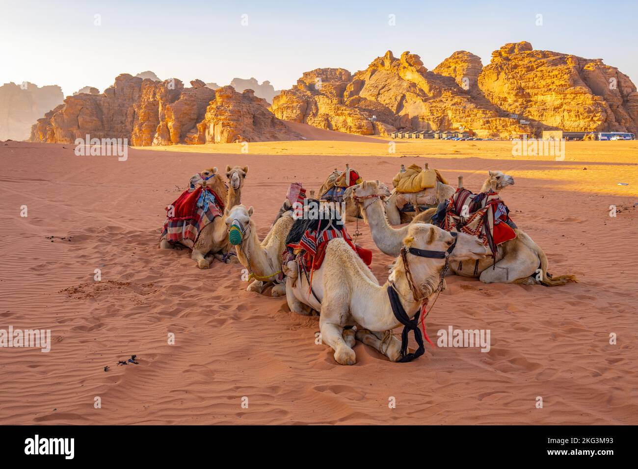Kamele erwarten Reiter für eine abendliche Wanderung im Wadi Rum Jordan Stockfoto