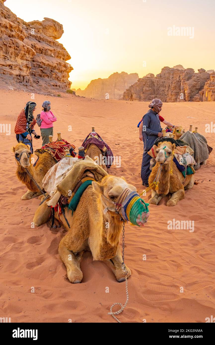 Kamele erwarten Reiter für eine abendliche Wanderung im Wadi Rum Jordan Stockfoto