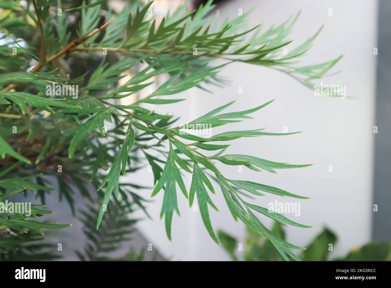 Australische Silbereiche, Grevillea robusta oder Kalla oder Proteaceae oder  Silbereiche oder sdlicher Silkyeneiche Stockfotografie - Alamy