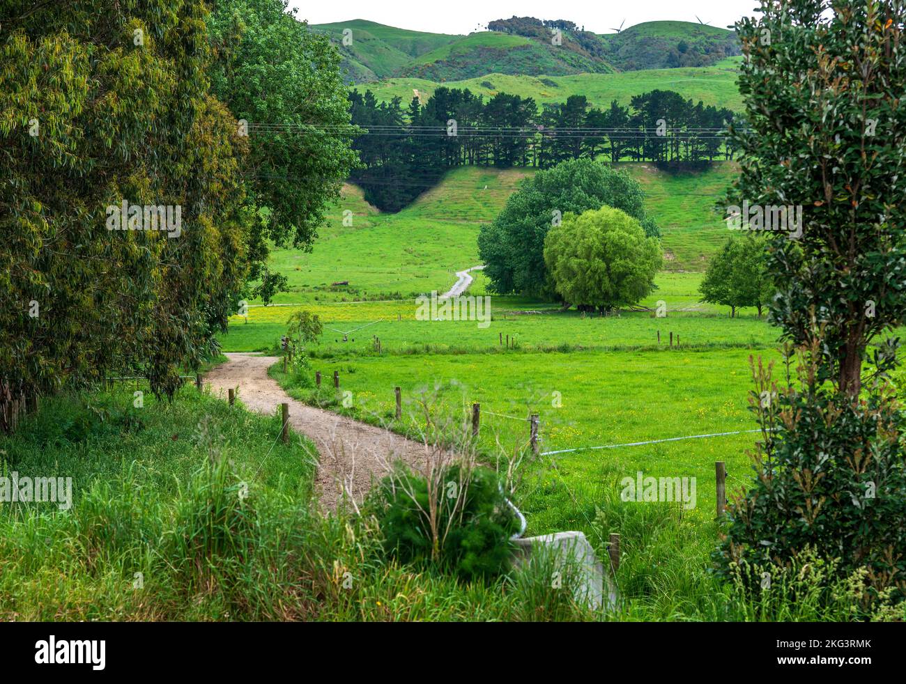 Ländliche Farmszenen in der Nähe von Palmerston North in Manawatu in Neuseeland Stockfoto