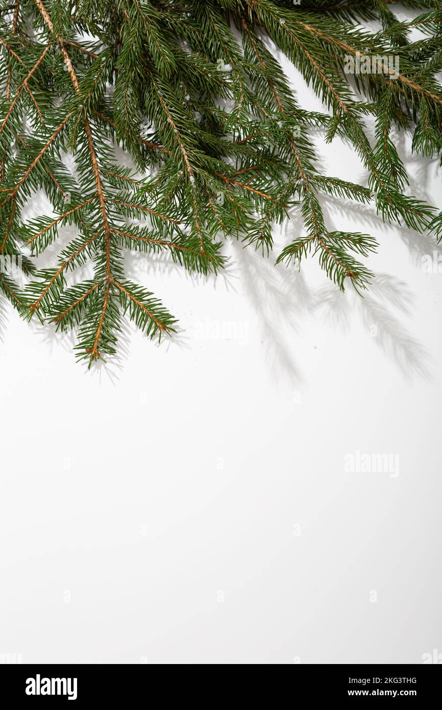 Heller weihnachtlicher Hintergrund mit grüner Fichte Stockfoto