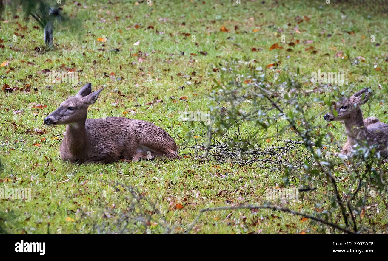 Rehe warten auf einen Regensturm im Garten eines Hauses in Nord-Zentralflorida. Stockfoto