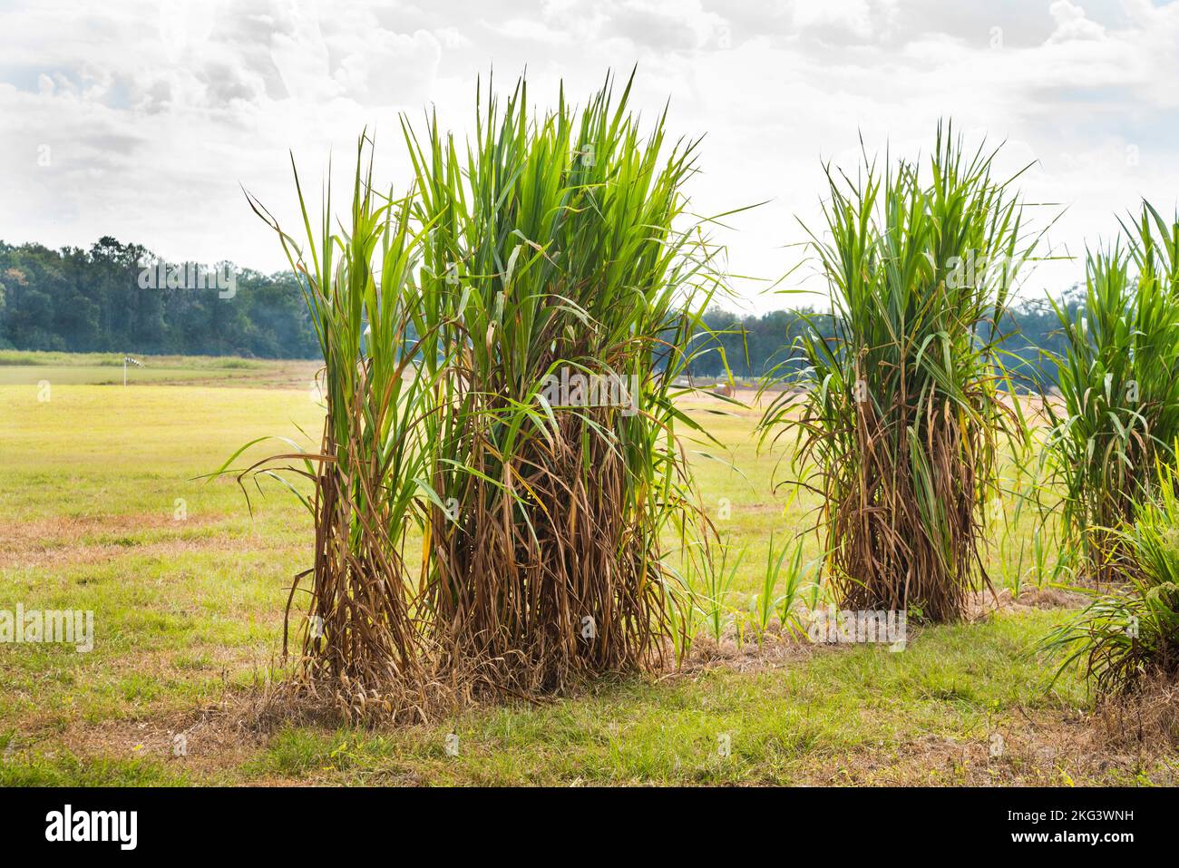 Elephant Grass oder Pennesetum Purpureum wächst in Nord-Zentralflorida als experimentelle und erneuerbare Energiequelle für Biomasse. Stockfoto