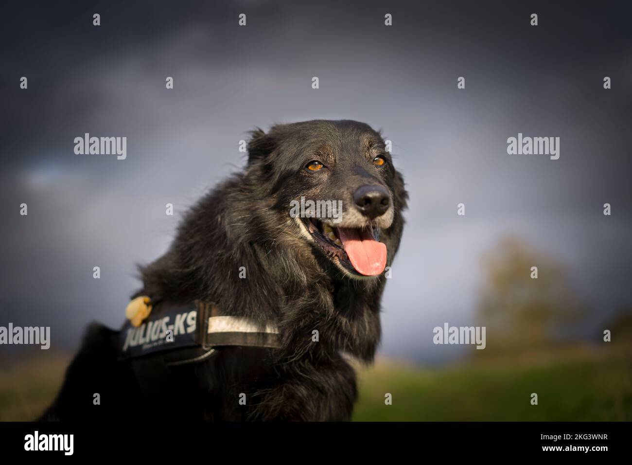 Nahaufnahme eines isolierten Collie-Hundes, der draußen auf dem Land Großbritanniens sitzt und für sein Porträt posiert! Stockfoto