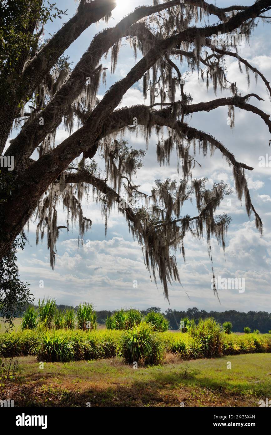 Eiche tropft mit spanischem Moss in Nord-Zentral-Florida. Elefantengraskultivare wachsen im Hintergrund sowohl für Futterpflanzen als auch für Bioenergie. Stockfoto