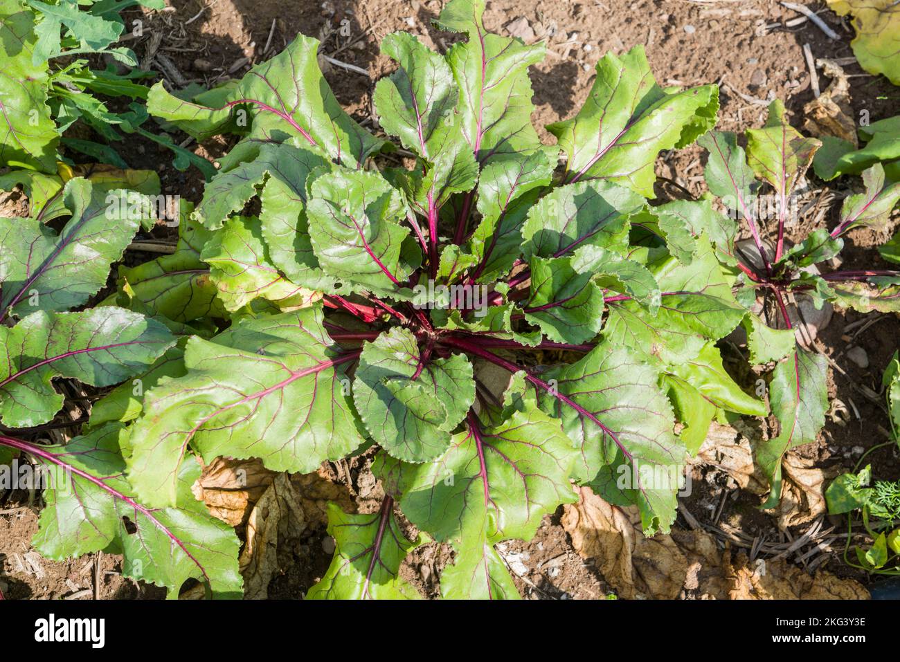 Ein Feld mit Rote Beete im September, Weserbergland; Deutschland Stockfoto