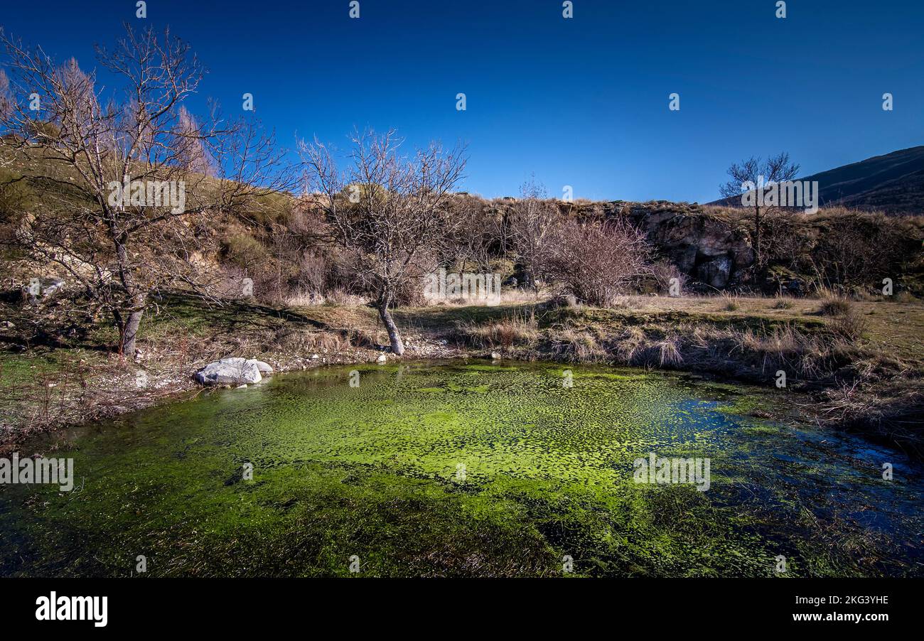 Grüner Teich und blauer Himmel Stockfoto