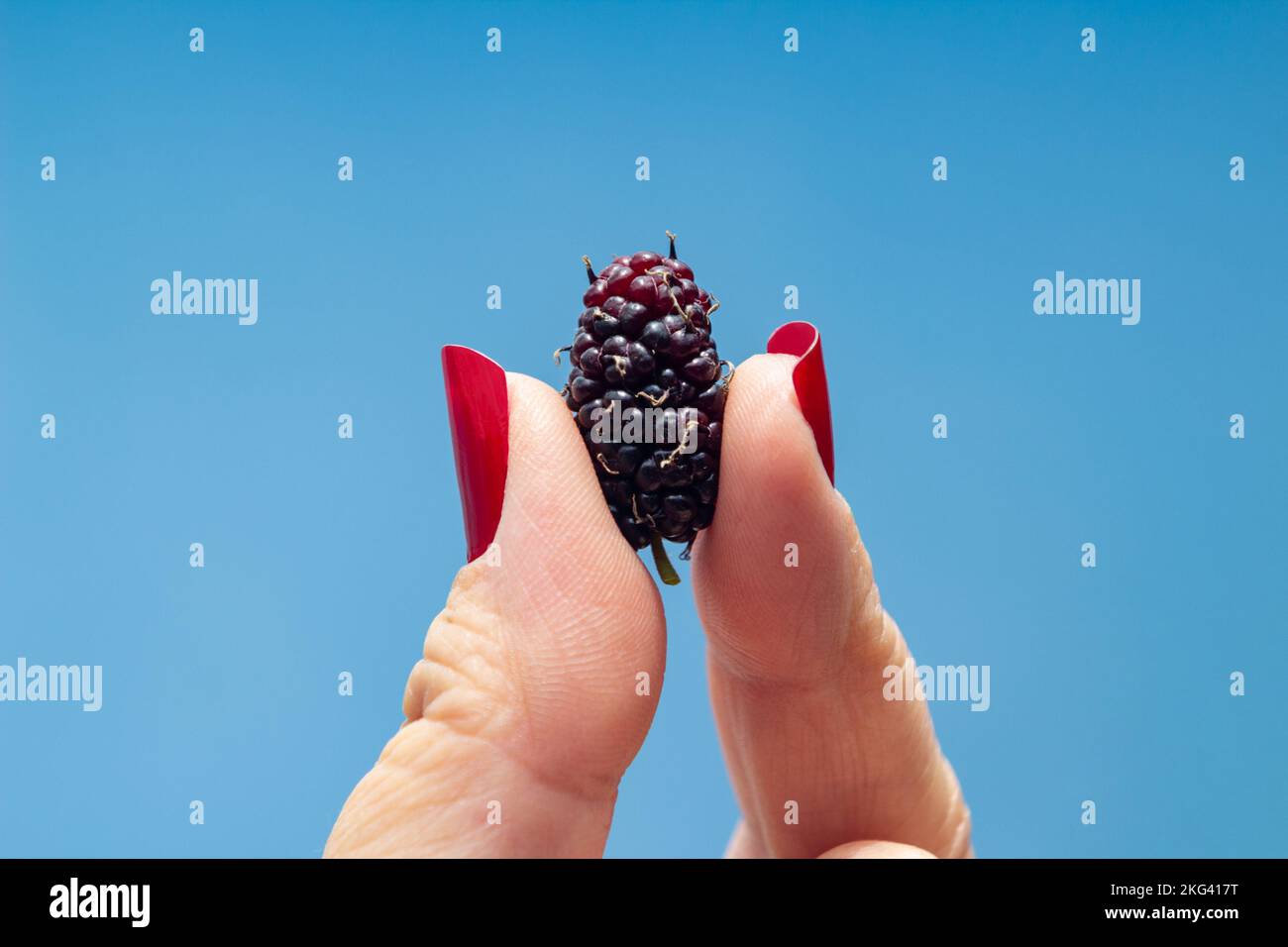 Goiânia, Goias, Brasilien – 21. November 2022: Eine Brombeere zwischen den Fingern einer Frau mit rot lackierten Nägeln vor blauem Hintergrund. Stockfoto