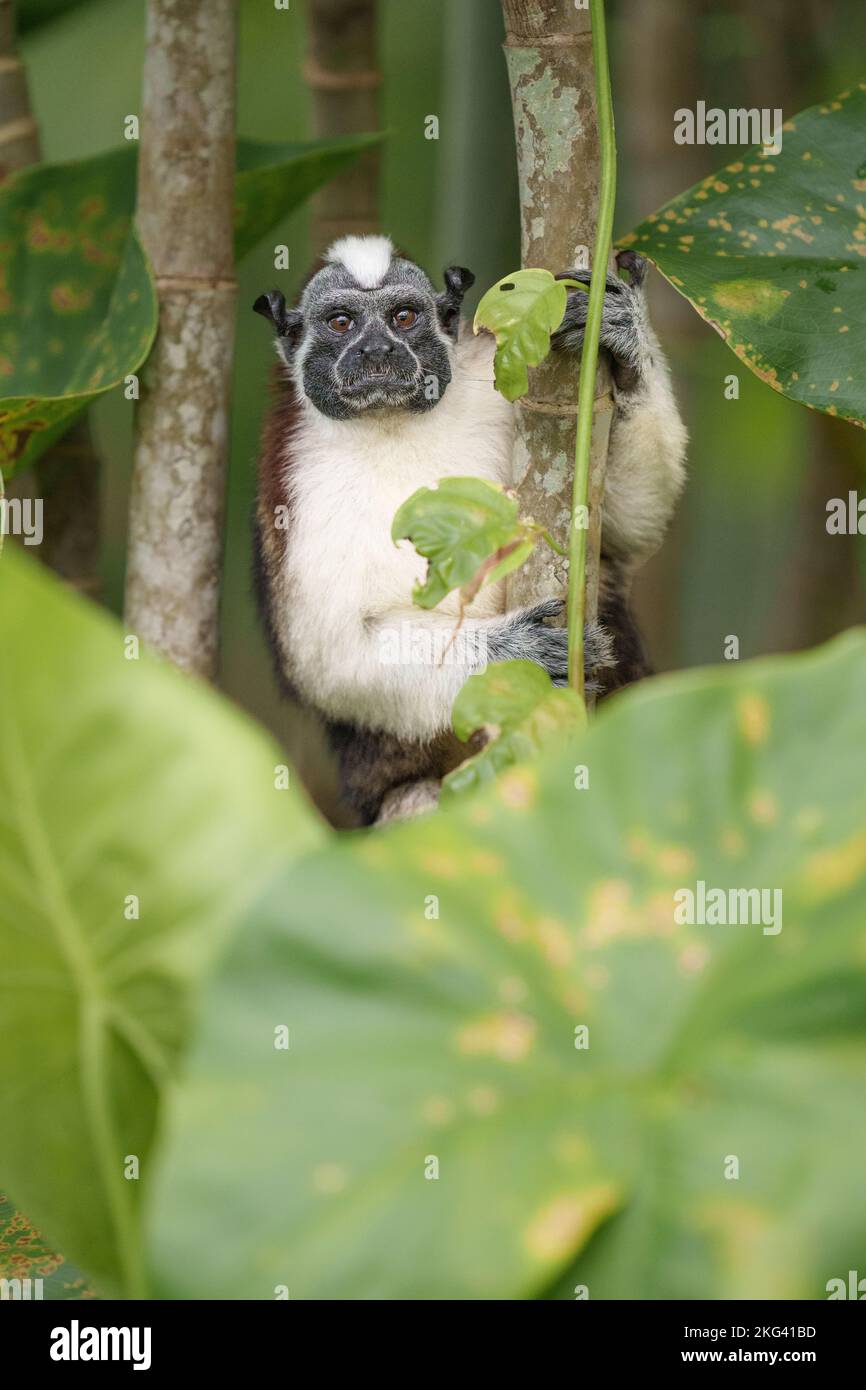 Der süße Geoffroy's Tamarin Monkey in Panama Stockfoto