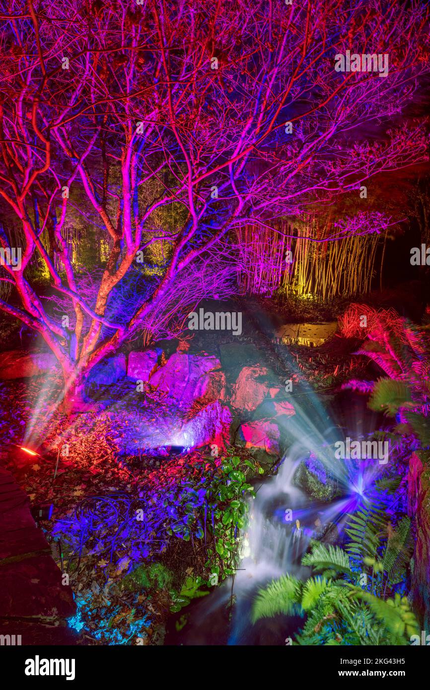 RHS Rosemoor Glow Illuminations. Die herrlichen Bäume, Sträucher, Wasserfiguren und Skulpturen von Rosemoor, die von einem spektakulären, sich verändernden Licht erleuchtet werden Stockfoto