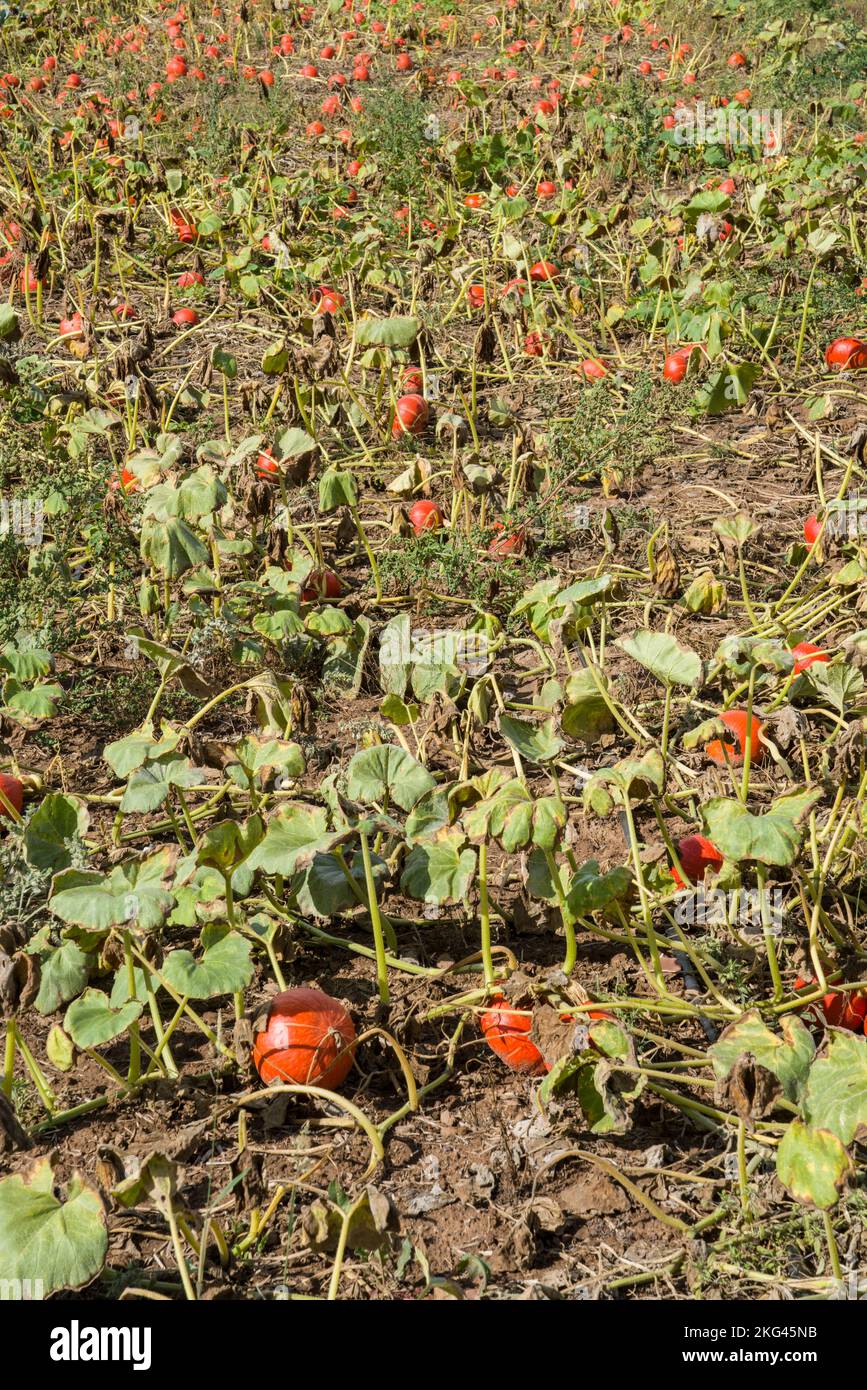 Ein Feld mit Red kuri Squash im September, Weserbergland; Deutschland Stockfoto