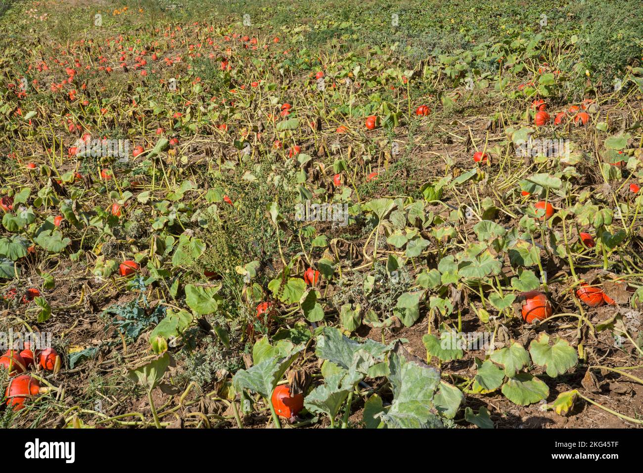 Ein Feld mit Red kuri Squash im September, Weserbergland; Deutschland Stockfoto