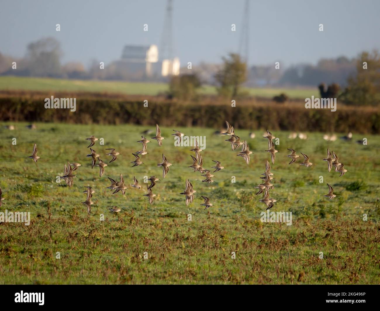 Dunlin, Calidris alpina, Gruppe von Vögeln im Flug, Gloucestershire, November 2022 Stockfoto