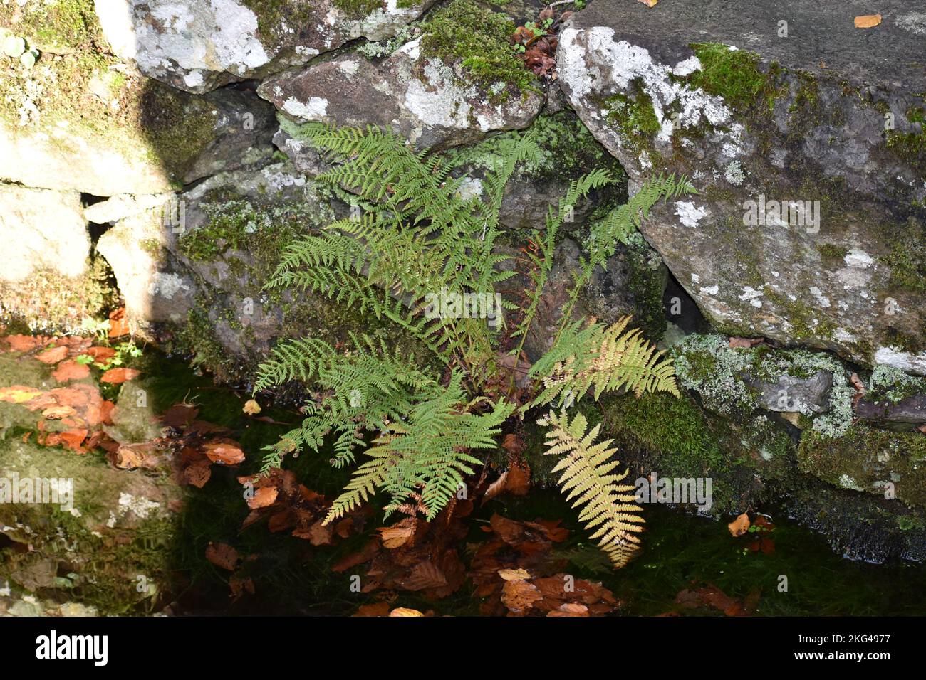 Heiliger Brunnen von St. CyBi, Halbinsel Llyn, Nordwales - Fern, die in der Brunnenkammer wachsen Stockfoto