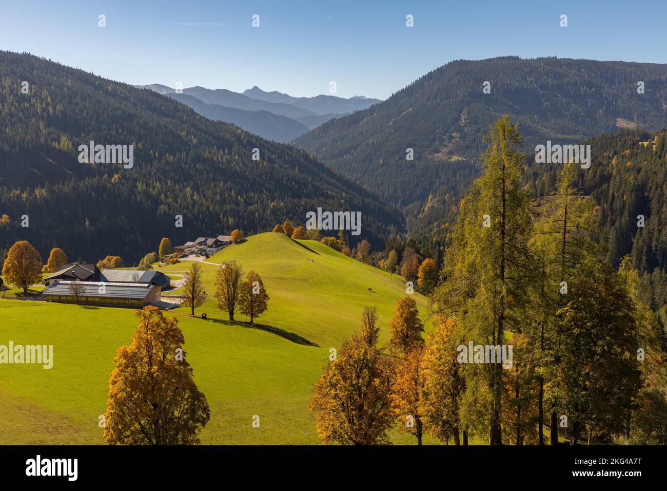 Ein wunderschöner Blick auf ein hellgelbes Feld vor dem Hintergrund entfernter Berge. Die Dachstein-Gebirgskette. Stockfoto