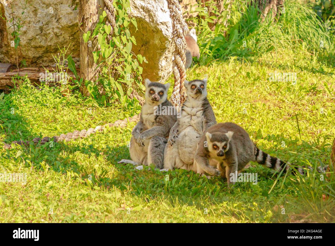 Drei Lemuren aus Madagaskar, die auf dem Gras sitzen. Lemur catta-Arten von der Insel Madagaskar in Afrika. Stockfoto
