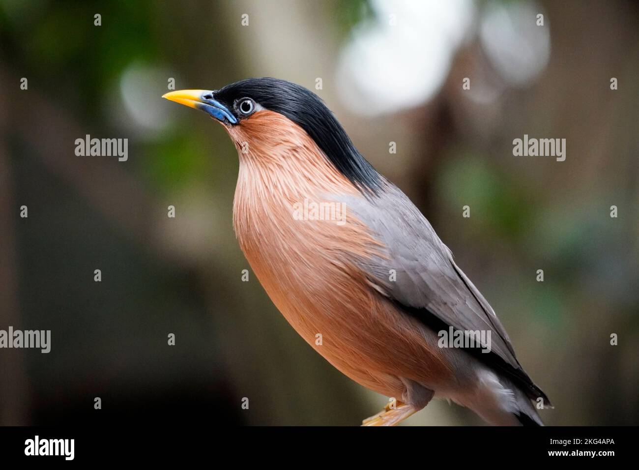 Nahaufnahme einer Brahminie-Myna, Sturnia pagodarum. Stockfoto