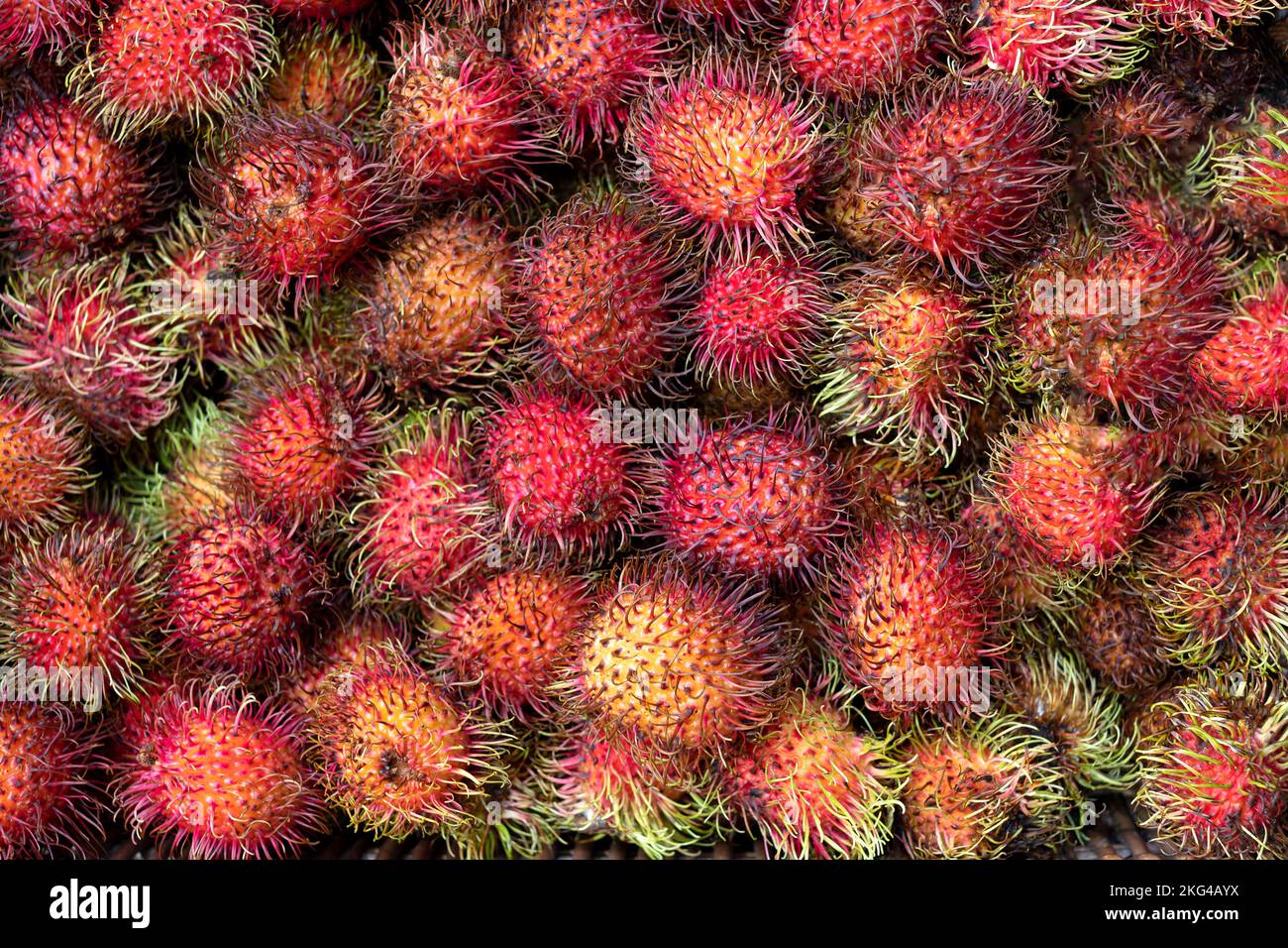 Eine Ausstellung frischer roter Rambutanfrüchte Nephelium lappaceum die tropischen Früchte werden ausgestellt und auf einem britischen Markt verkauft. Reich an Antioxidantien, Nährstoffen Stockfoto