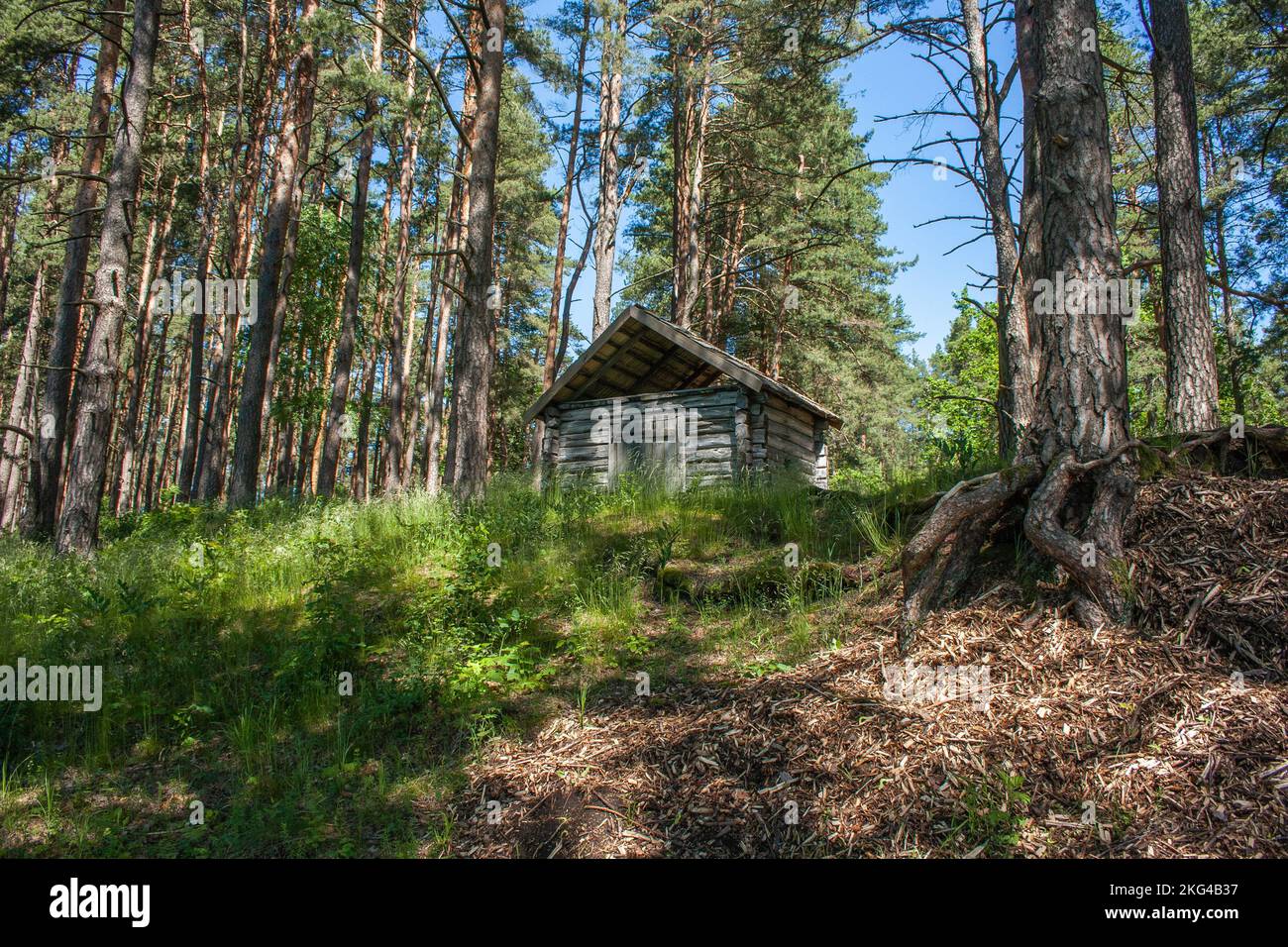 In einem kleinen Holzhaus in einem Kiefernwald auf einem Hügel unter blauem Himmel. Stockfoto