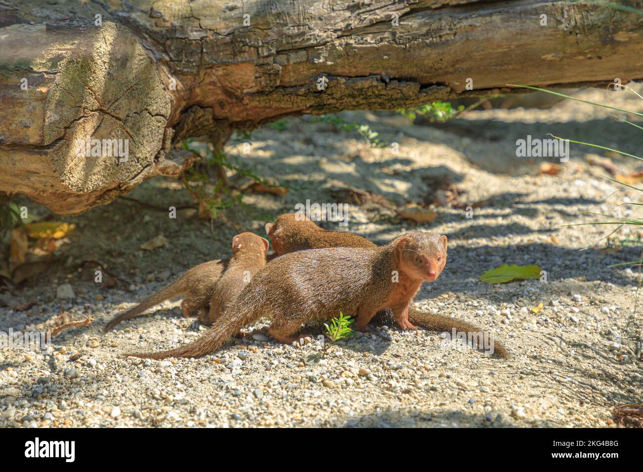 Mutter eines gewöhnlichen Zwergmongans mit ihren Welpen aus Südafrika. Helogale parvula species aus der Familie Herpestidae. Stockfoto
