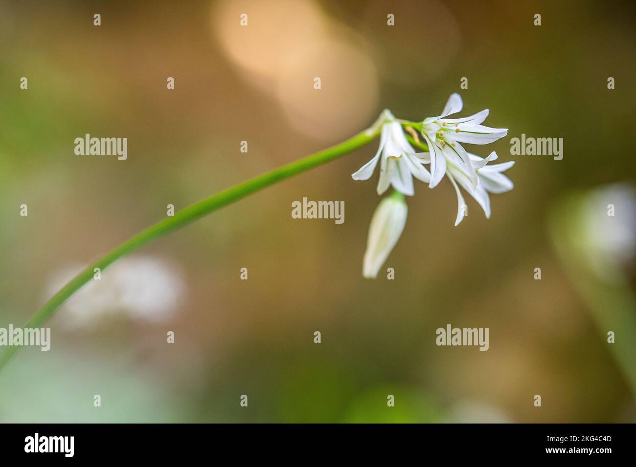 Der dreieckige Lauch (Allium triquetrum) ist eine bulbusartige Blütenpflanze der Gattung Allium, die im Mittelmeerbecken heimisch ist. Stockfoto