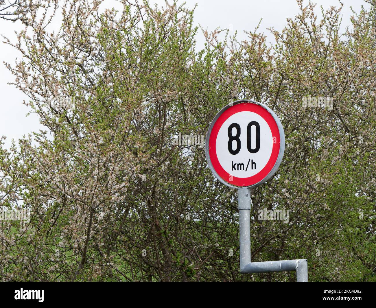 Ein Straßenschild warnt vor einer Geschwindigkeitsbegrenzung von 80 km/h. Ein Straßenschild auf dem Hintergrund von blühenden Bäumen. Stockfoto