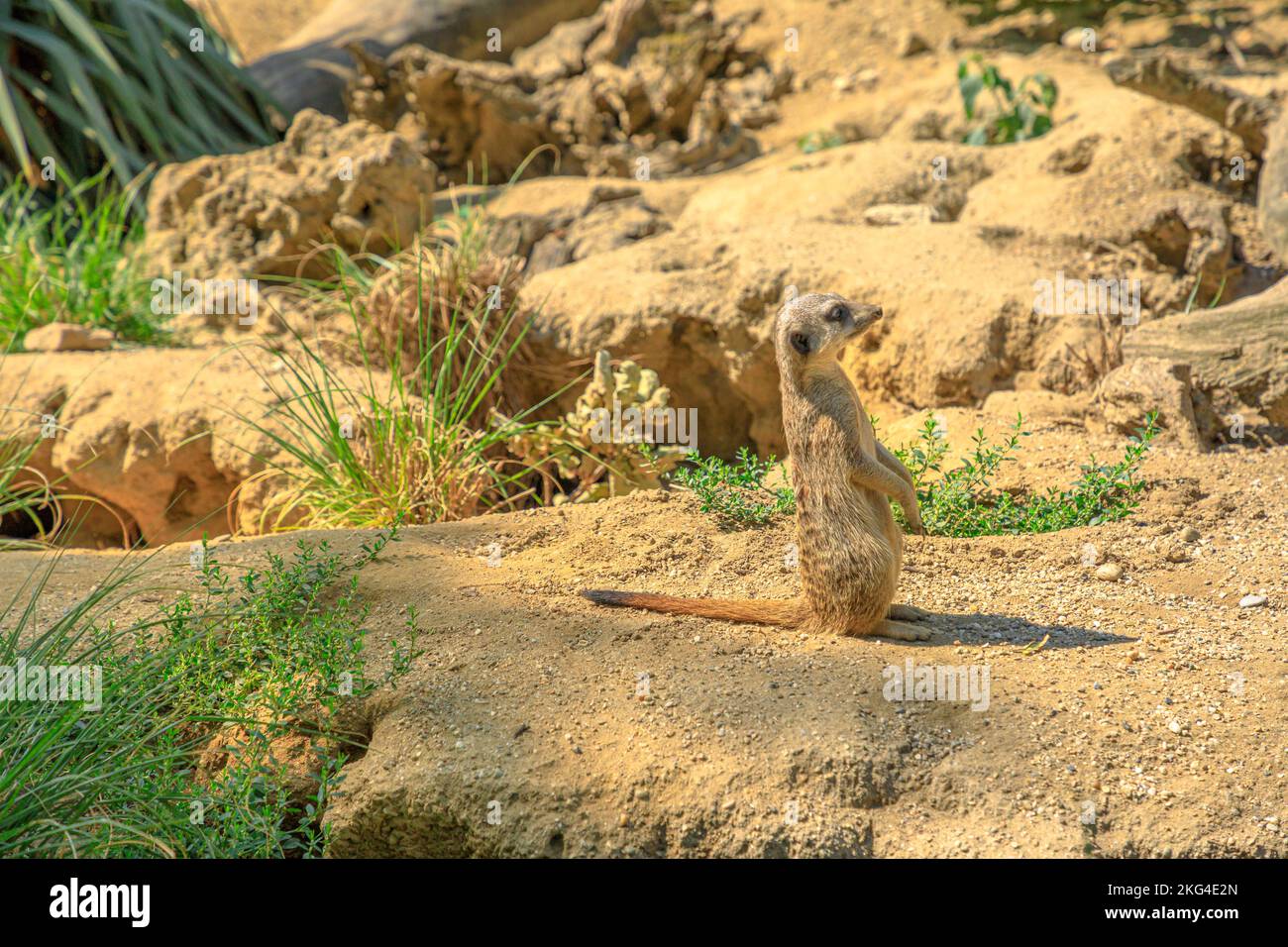 Erdmännchen- oder suricate-Erforschungsgebiet. Suricata suricatta-Arten aus der Mungo-Familie Herpestidae. Lebt in der Botsuana Kalahari-Wüste, Namib-Wüste Stockfoto