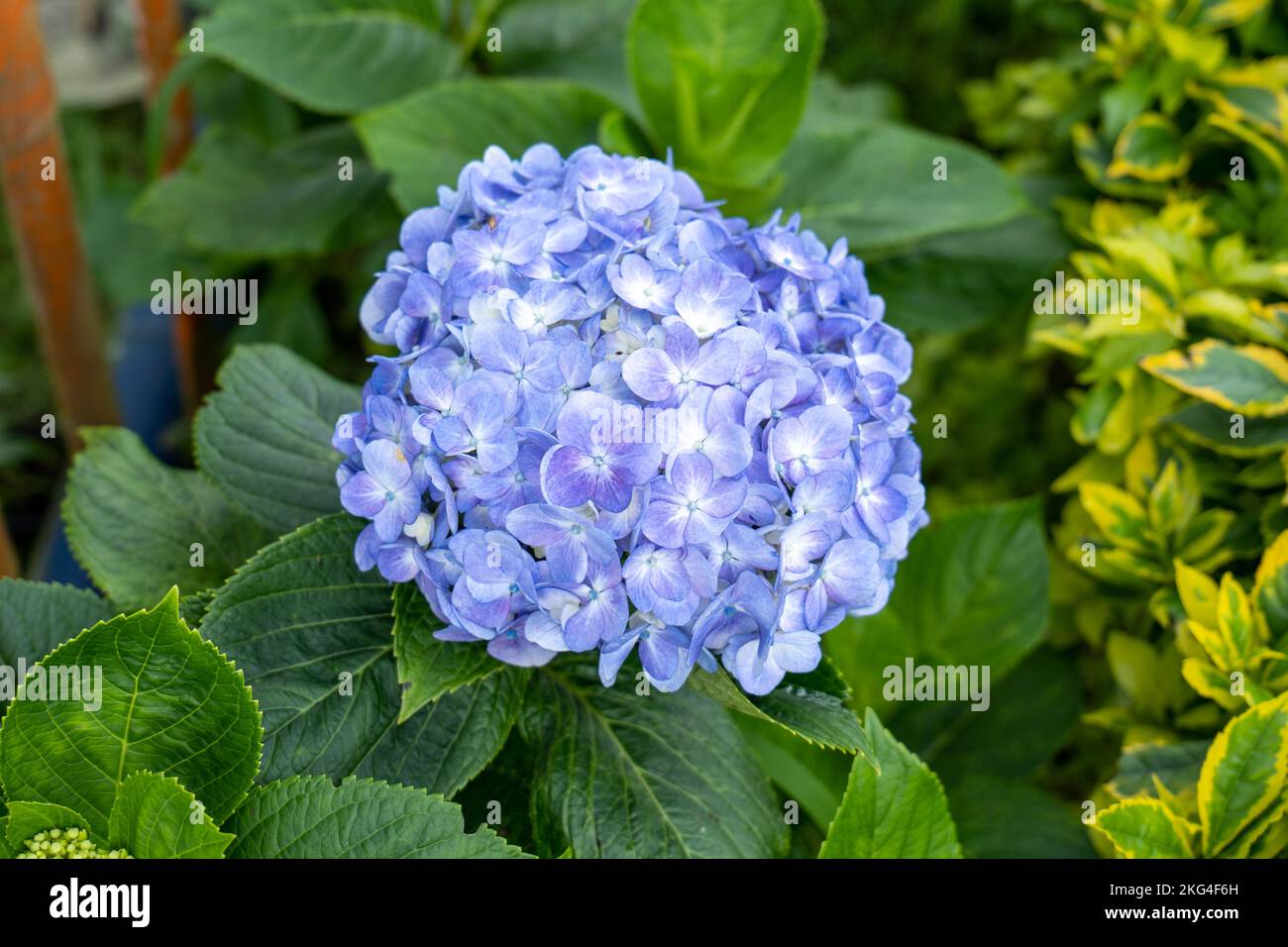 Violette Blumen, die als Hortensia, Penny Mac oder Bigleaf, French, Lacecap oder MOPHEAD Hydrangea, (Hydrangea macrophylla) in a Garden bekannt sind Stockfoto