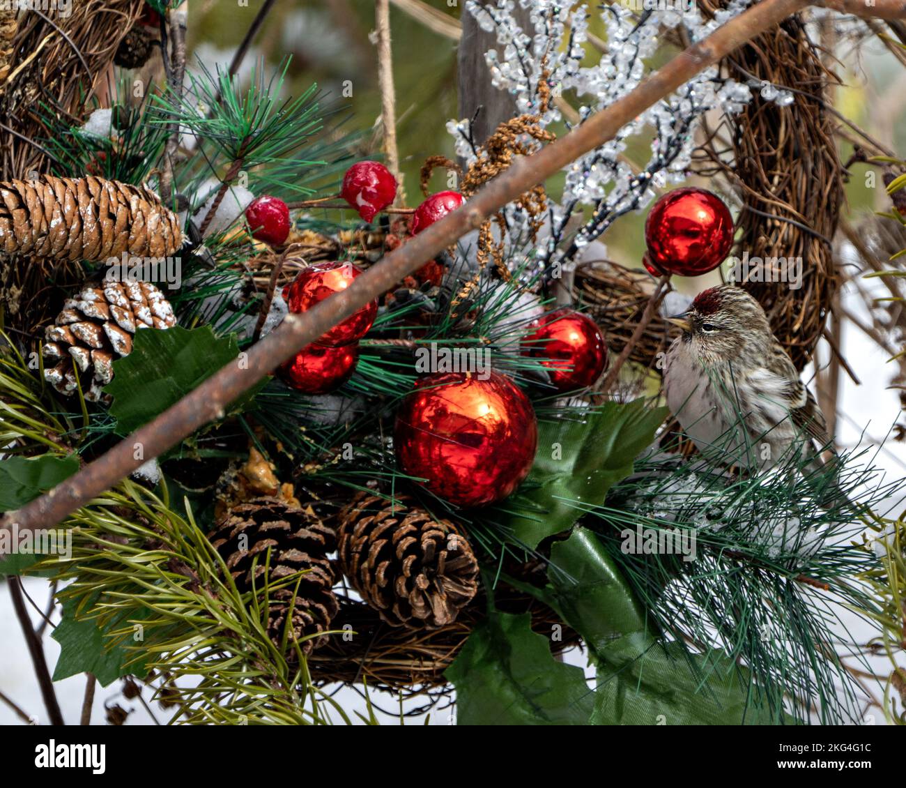 Roter Pollienvogel hoch oben auf einem Weihnachtskranz in der Wintersaison mit Schnee und verschwommenem Hintergrund in seiner Umgebung und Umgebung. Stockfoto