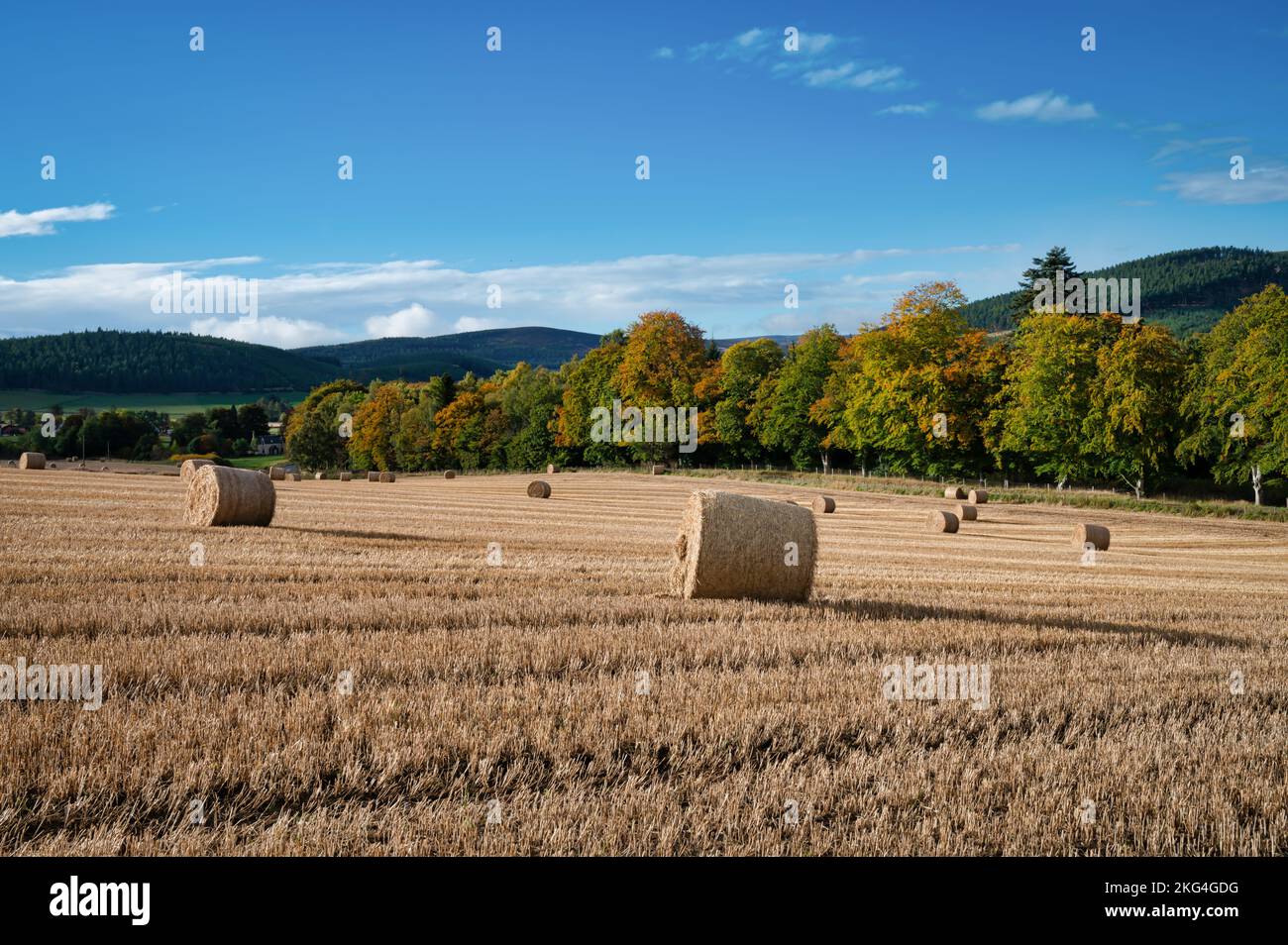 Runde Heuballen auf einem Feld im Norden Schottlands Stockfoto