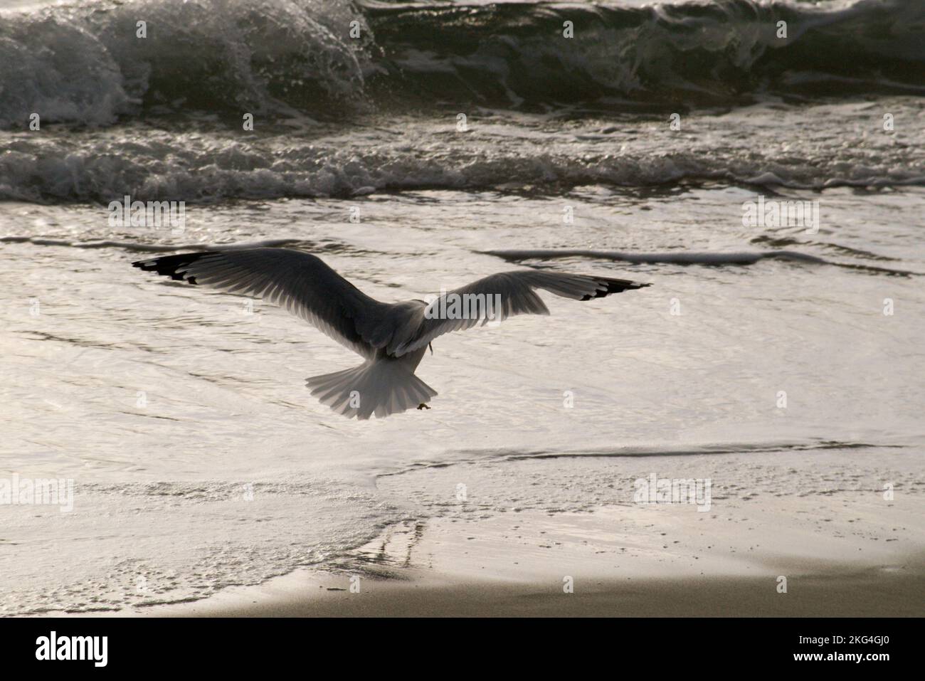 Eine Nahaufnahme einer Möwe, die über Wellen über einer Küstenlinie fliegt Stockfoto