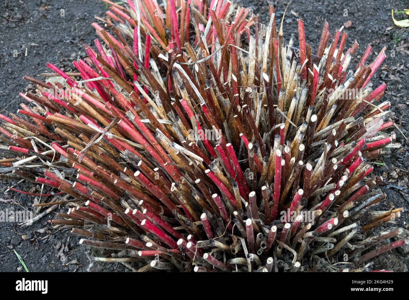Euphorbia illirica, geschnitten, Stiele, Spurge, Euphorbia, Winterreste, Stämme, Schnitt, Pflanzen Stockfoto