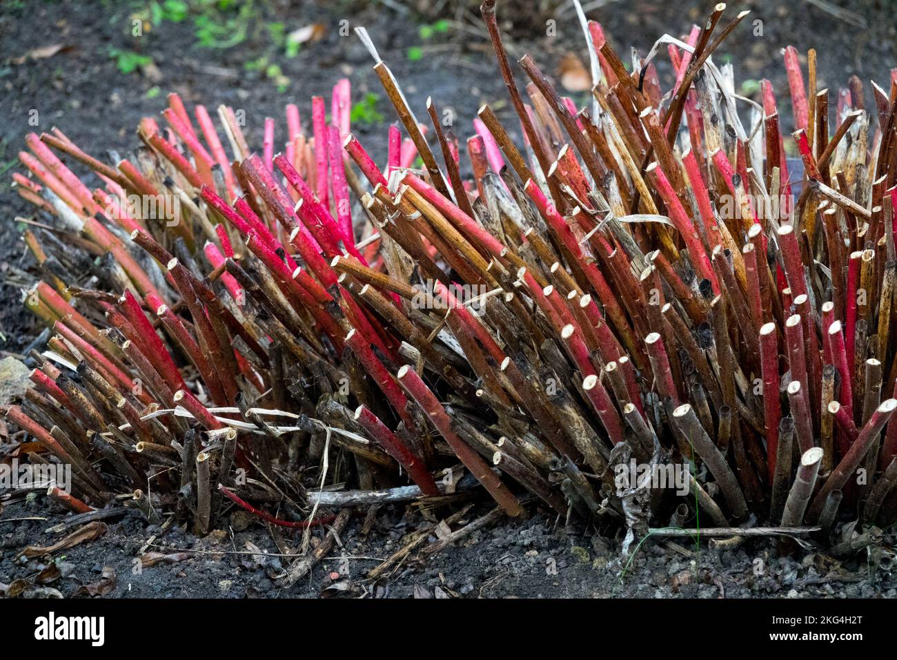 Geschnittene Stiele geschnittene Stiele Winter, Euphorbia, Spurge Stockfoto