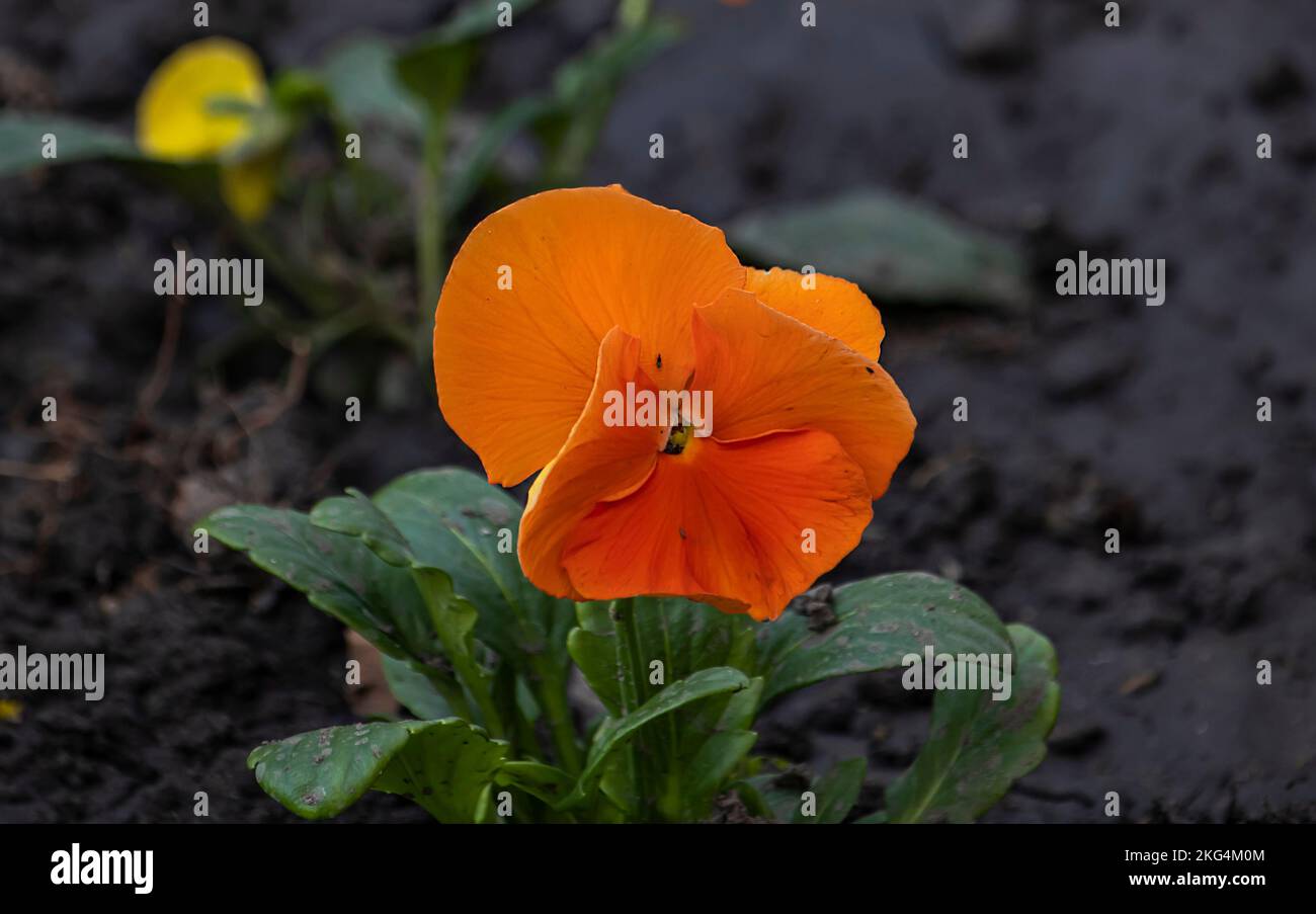 Saintpaulia ionantha, afrikanisches Violett, orangefarbenes Violett Stockfoto