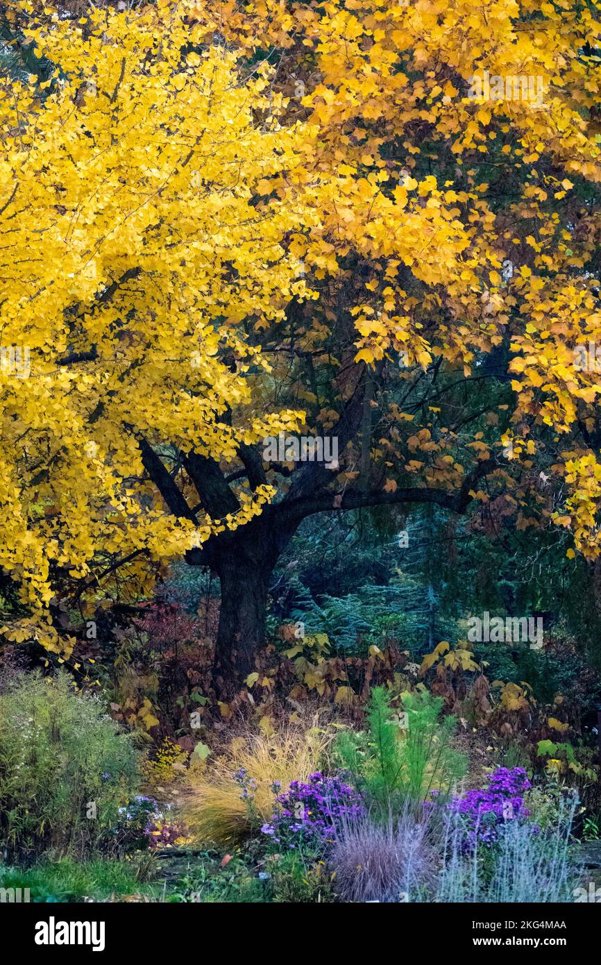 Ginkgo biloba Baum und Liriodendron tulipifera, Herbst, Liriodendron, Bäume, Ginkgo, Maidenhair Tree, Gelbfärbung, Laub, Tulpenbaum im Garten Stockfoto