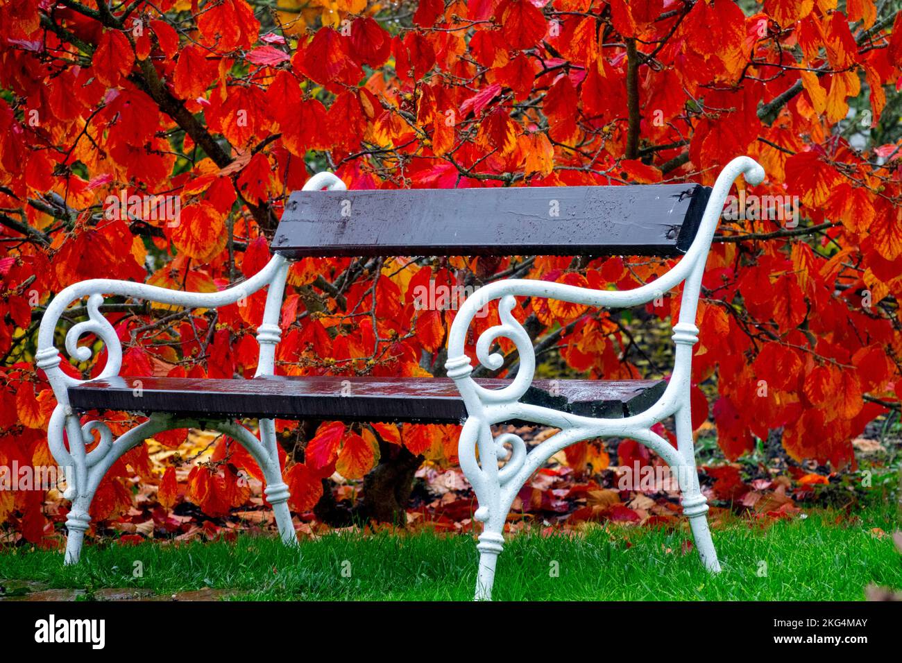 Metallgärtnerbank im Herbst, Garten, Rot, Hexenhasel, Wenden, Hamamelis, Blattwerk Stockfoto