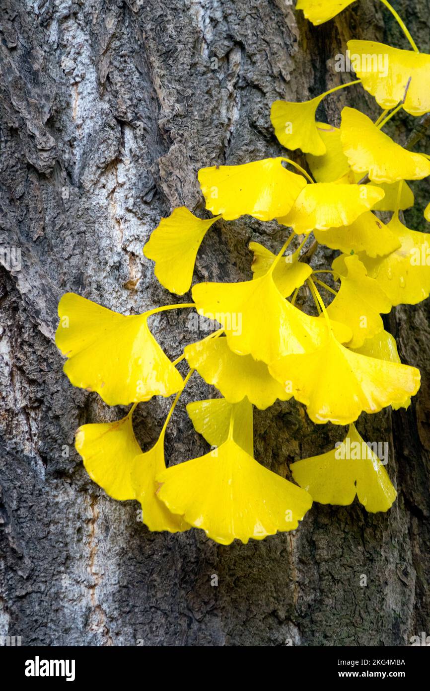 Herbst, Maidenhair Baumrinde, Ginkgo biloba, Blätter Ginkgo Bark Ginkgo Blätter Stockfoto
