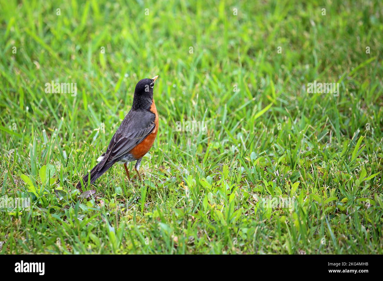 American Robin - West Virginia Stockfoto